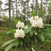 Lumotar - Rhododendren Hybride - Lumotar - Rhododendron hybridum