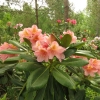 Merja - Rhododendron hybrids - Merja - Rhododendron hybridum