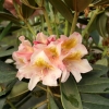 Merja - Rhododendron Hybride - Merja - Rhododendron hybridum