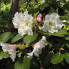 Nikodemus - Rhododendron Hybride - Nikodemus - Rhododendron hybridum