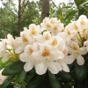 Pernilla - Rhododendron hybrid - Rhododendron hybridum 'Pernilla'