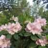 Ritva - różanecznik wielkokwiatowy - Ritva - Rhododendron hybridum
