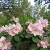 Ritva - Rhododendron hybrids - Ritva - Rhododendron hybridum