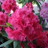 Double Kiss - Rhododendron hybrids - Double Kiss - Rhododendron hybridum