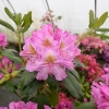 Late Kiss - różanecznik wielkokwiatowy - Late Kiss - Rhododendron hybridum