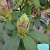 Late Kiss - Rhododendron Hybride - Late Kiss - Rhododendron hybridum