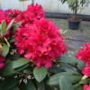 Neon Kiss - Rhododendron hybrids - Neon Kiss - Rhododendron hybridum