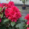 Neon Kiss - różanecznik wielkokwiatowy - Neon Kiss - Rhododendron hybridum