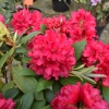 Neon Kiss - różanecznik wielkokwiatowy - Neon Kiss - Rhododendron hybridum