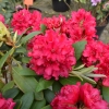 Neon Kiss - Rhododendron hybrids - Neon Kiss - Rhododendron hybridum