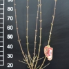 Cornus mas 'Jantarnyj' - dereń jadalny - Cornus mas 'Jantarnyj'