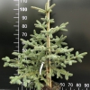 Picea gemmata - świerk chiński odgiętołuskowy ; świerk gruboigłowy - Picea gemmata