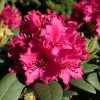 Neon Kiss - Rhododendron hybrids - Neon Kiss - Rhododendron hybridum