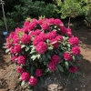 Neon Kiss - Rhododendron Hybride - Neon Kiss - Rhododendron hybridum