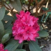 Neon Kiss - Rhododendron hybrids - Neon Kiss - Rhododendron hybridum