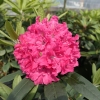 Double Kiss - Rhododendron hybrids - Double Kiss - Rhododendron hybridum