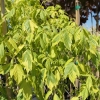 Acer negundo 'Aureomarginatum' - klon jesionolistny - Acer negundo 'Aureomarginatum'