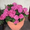 Hydrangea macrophylla ''Diva Fiore' PBR - Bauernhortensie - Hydrangea macrophylla 'Diva Fiore'