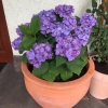 Hydrangea macrophylla ''Diva Fiore' PBR - Bauernhortensie - Hydrangea macrophylla 'Diva Fiore'