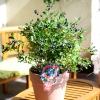 Aino PBR - Halfhigh Blueberry - Aino PBR - Vaccinium  angustifolium x Vaccinium corymbosum