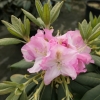 Eija - różanecznik wielkokwiatowy - Rhododendron hybridum 'Eija'