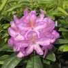 Becca - Rhododendron Hybride - Becca - Rhododendron hybridum