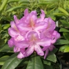 Becca - różanecznik wielkokwiatowy - Becca - Rhododendron hybridum