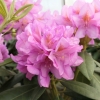 Becca - różanecznik wielkokwiatowy - Becca - Rhododendron hybridum