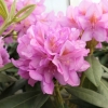 Becca - Rhododendron Hybride - Becca - Rhododendron hybridum