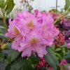 Late Kiss - Rhododendron hybrids - Late Kiss - Rhododendron hybridum