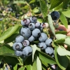 Bluejay - Highbush blueberry - Bluejay - Vaccinium corymbosum