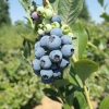 Bluetta - Highbush blueberry - Bluetta - Vaccinium corymbosum