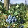 Bonus - Highbush Blueberry - Bonus - Vaccinium corymbosum