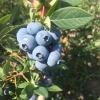 Bonus - Highbush Blueberry - Bonus - Vaccinium corymbosum