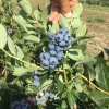 Chandler - Highbush blueberry - Chandler - Vaccinium corymbosum