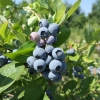 Duke - Highbush blueberry - Duke - Vaccinium corymbosum