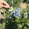 Hardyblue - Highbush blueberry - Hardyblue - Vaccinium corymbosum