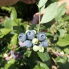 Legacy - Highbush blueberry - Legacy - Vaccinium corymbosum