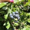 Northblue - Halfhigh Blueberry - Northblue - Vaccinium angustifolium x Vaccinium corymbosum