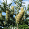 Abies delavayi 'Green Giant' - Delavay's Fir - Abies delavayi 'Green Giant'