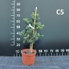 Abies homolepis - Nikko Fir - Abies homolepis