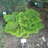 Abies nordmanniana 'Golden Spreader' - jodła kaukaska - Abies nordmanniana 'Golden Spreader'