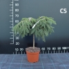 Picea abies 'Formanek' - Eль обыкновенная - Picea abies 'Formanek'