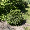 Picea abies 'Hystrix' - Gemeine Fichte - Picea abies 'Hystrix'