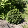 Picea abies 'Hystrix' - Ель обыкновенная - Picea abies 'Hystrix'