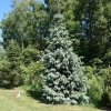 Picea engelmannii - Engelmann spruce - Picea engelmannii