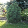 Pinus jeffreyi 'Joppi'- sosna Jeffreya - Pinus jeffreyi 'Joppi'