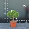 Pinus mugo 'Uncinata Compacta' - Сосна пиренейская - Pinus mugo 'Uncinata Compacta' ; Pinus uncinata