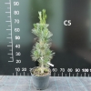 Pinus peuce  - sosna rumelijska - Pinus peuce