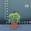 Pinus sylvestris 'Skjak' - Cосна обыкновенная - Pinus sylvestris 'Skjak'